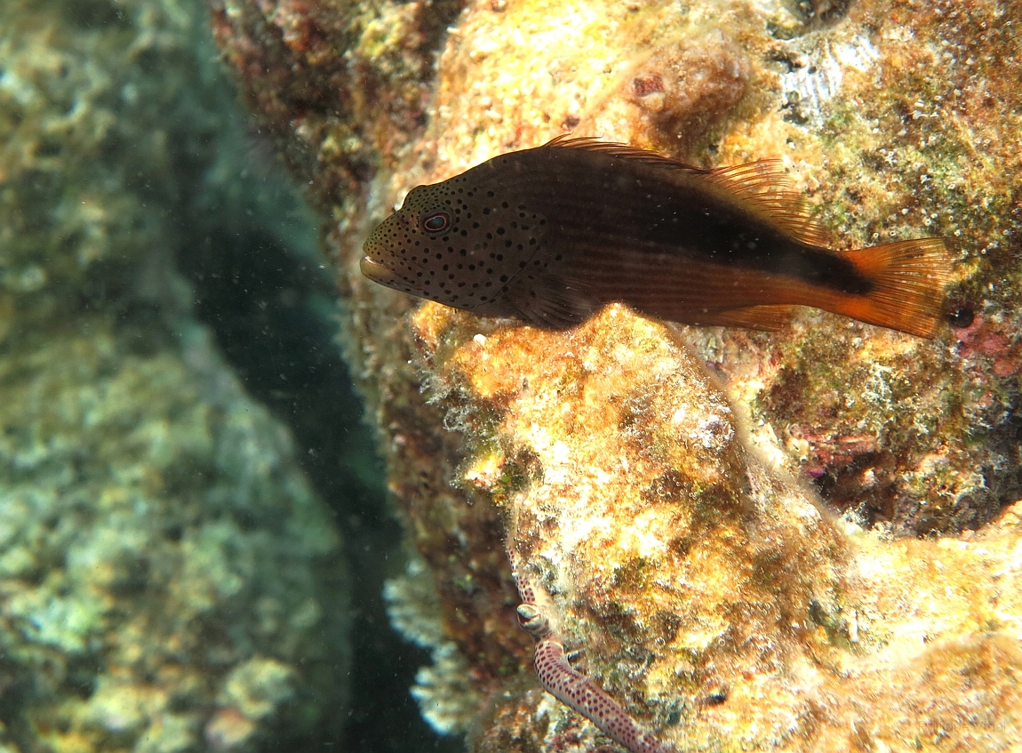 IMG_0779rf_Maldives_Madoogali_House reef_Poisson faucon a tache de rousseur_Paracirrhites forsteri.jpg